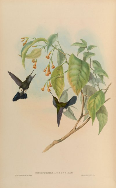 Eriocnemis lugens by John Gould